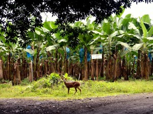 De camino a La Reserva Escalera de Mono, se pueden encontrar venados caminando tranquilamente por la plantación de banano EARTH.