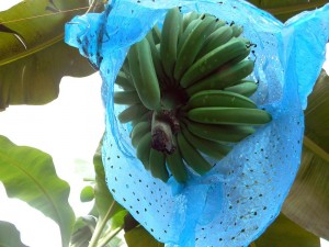 When the bananas have grown to a certain size they are covered with a perforated blue bag to protect them from ultraviolet radiation that can cause burns on the peel. 
