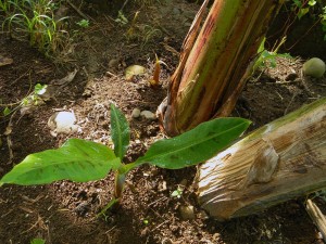 The banana plant is a perennial herb that is propagated through tissue culture as the fruit does not produce viable seeds. This photo shows a 