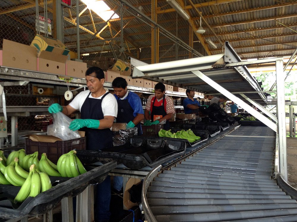 The bananas are carefully packed and prepared to be transported to national and international markets. 