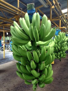 The bananas are removed from their protective bags.