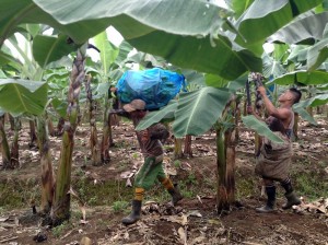 They are harvested by pairs of workers; one person holds the large bunch of bananas while the other cuts it from the tree. 
